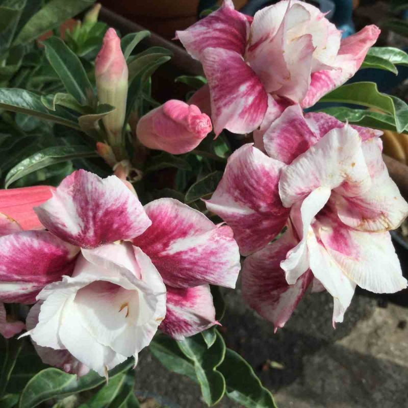 Adenium obesum cv.Muang Prasertsri