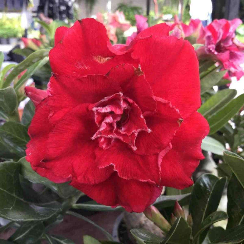 Adenium obesum cv.Nakarad rouge