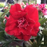 Adenium obesum cv.Nakarad rouge