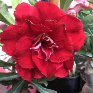 Adenium obesum cv.Nakarad rouge