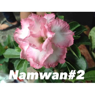 Adenium obesum cv Namwan