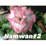 Adenium obesum cv Namwan