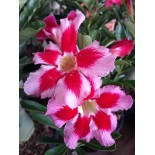 Adénium obésum cv. Néostar