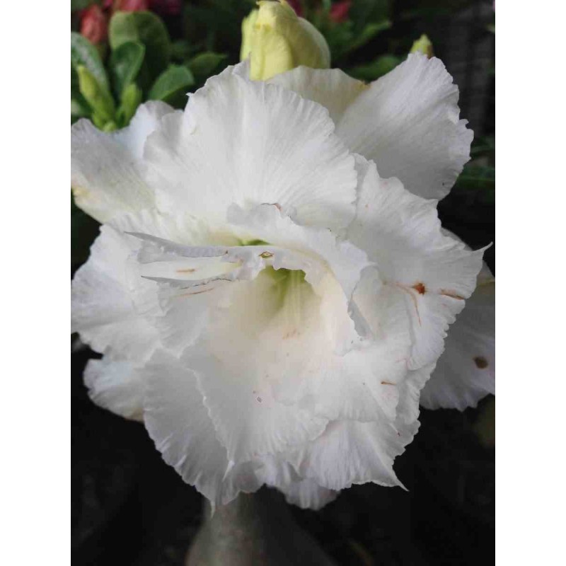 Adenium obesum cv.Numchok blanc