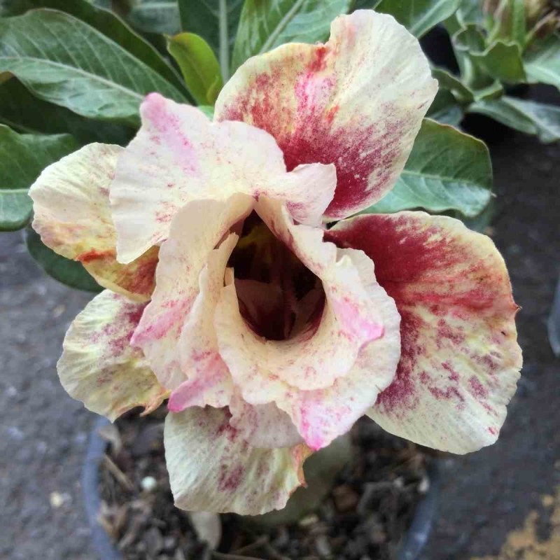 Adenium obesum cv.De l'Amour