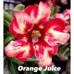 Adenium obesum cv.Jus d'orange