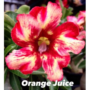 Adenium obesum cv.Jus d'orange