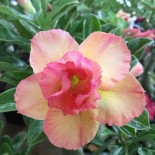 Adenium obesum cv.Pêche