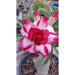 Adenium obesum cv.Phet mongkon