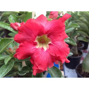 Adenium obesum cv.Phubet Rouge