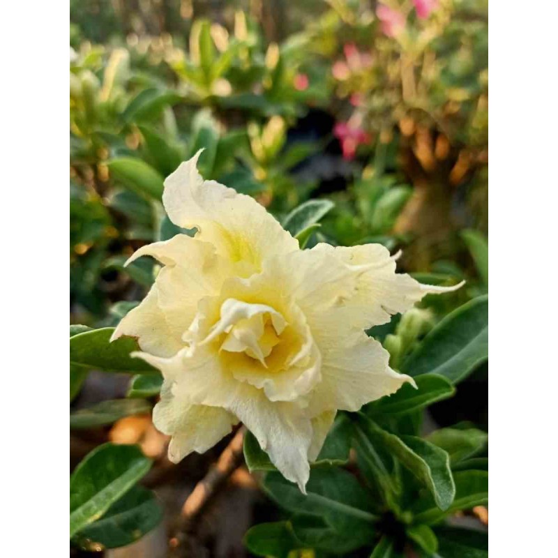 Adenium obesum cv.Pie Apple