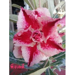 Adenium obesum cv.Dame rose
