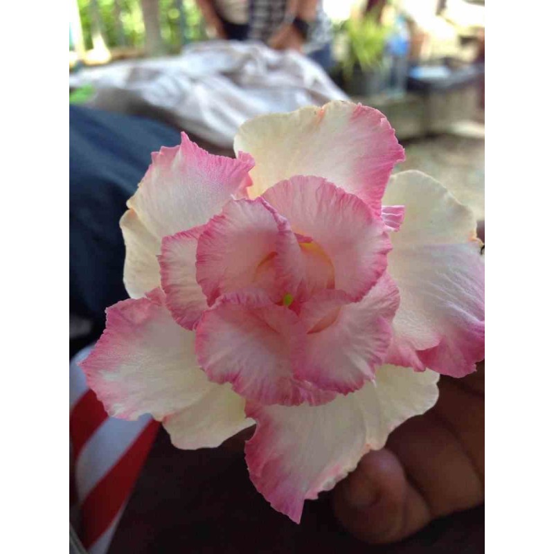 Adenium obesum cv.Tarte Pinky