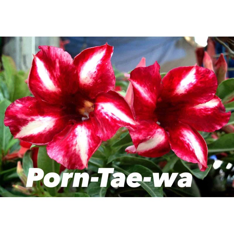 Adenium obesum cv.Pornteva
