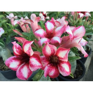 Adenium obesum cv.Pornteva