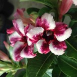 Adenium obesum cv.Prakay Muang