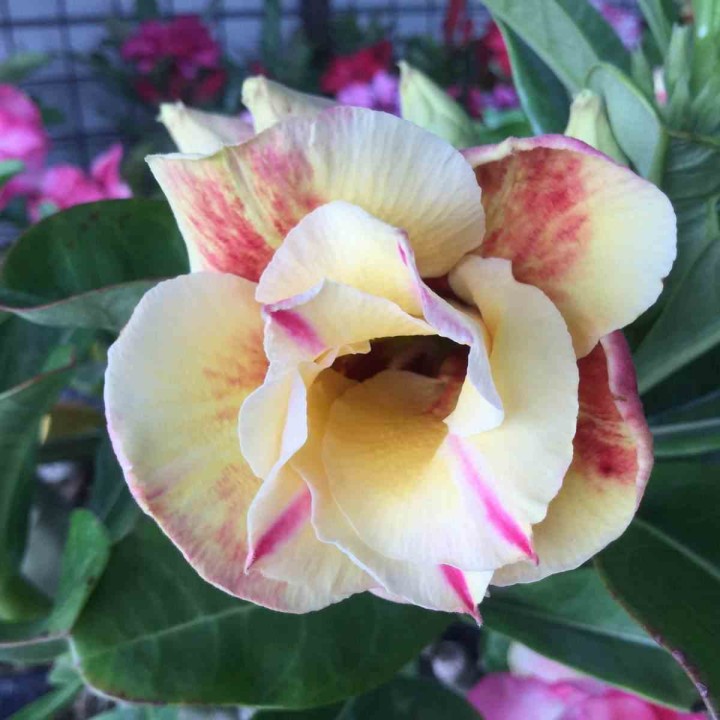 Adenium obesum cv.Prarod meri