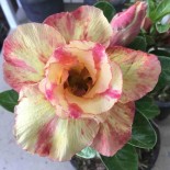 Adenium obesum cv.Prarod meri