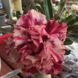 Adenium obesum cv.Pluie violette