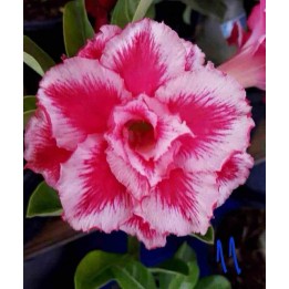 Adenium obesum cv.Arc-en-ciel
