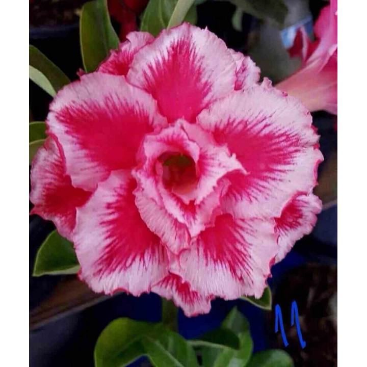 Adenium obesum cv.Arc-en-ciel