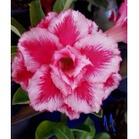 Adenium obesum cv.Arc-en-ciel