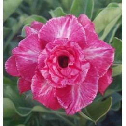 Adenium obesum cv.Rung taveesap