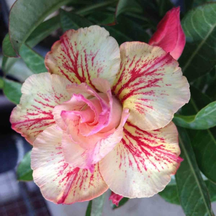 Adenium obesum cv.Ruong Thong