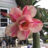 String Adenium obesum cv.Sai