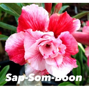 Adenium obesum cv.Sap som aubaine