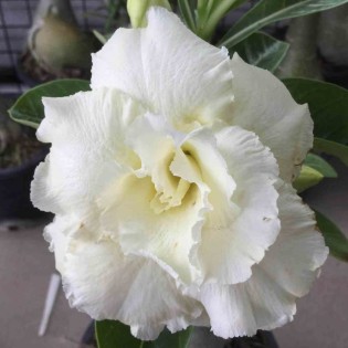 Adenium obesum cv.Jaune sapjaréen