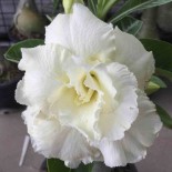 Adenium obesum cv.Jaune sapjaréen