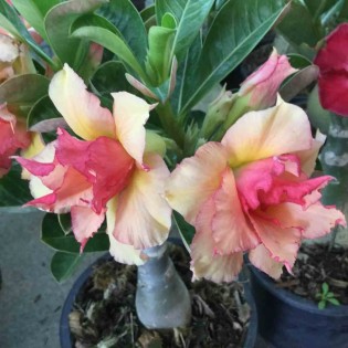 Adenium obesum cv.Sherbet