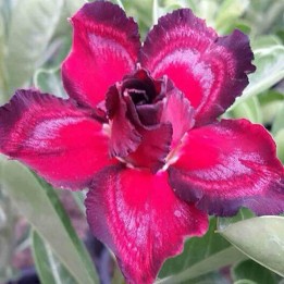 Adenium obesum cv.Sing Noir