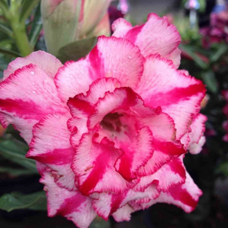 Adenium obesum cv Soisawan