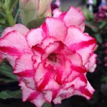 Adenium obesum cv Soisawan
