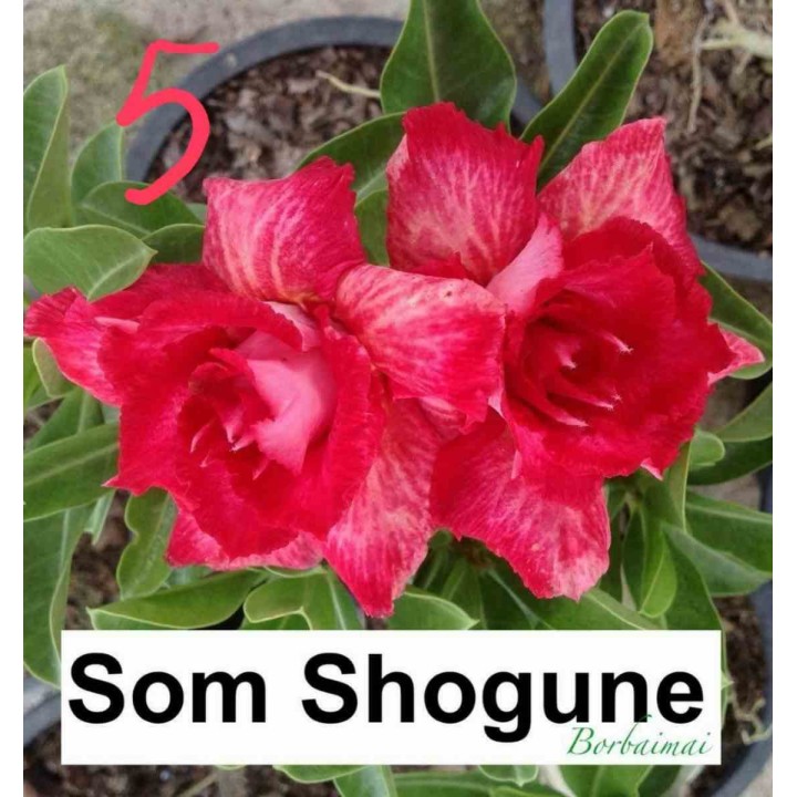 Adenium obesum cv.Som Shogune