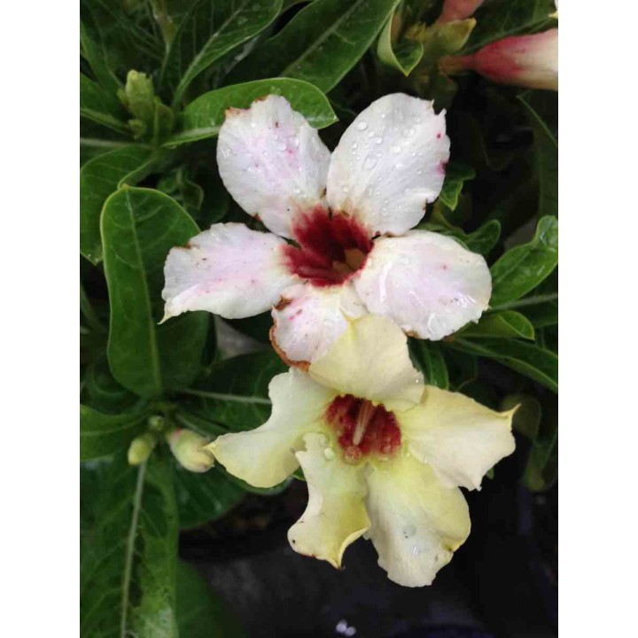 Adenium obesum cv.Neige d'été