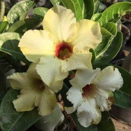 Adenium obesum cv.Neige d'été