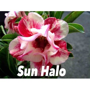 Adenium obesum cv.Sun bonjour