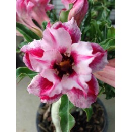 Adenium obesum cv.Super étoile