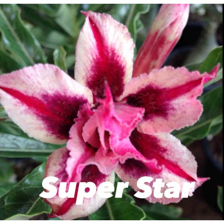Adenium obesum cv.Super étoile