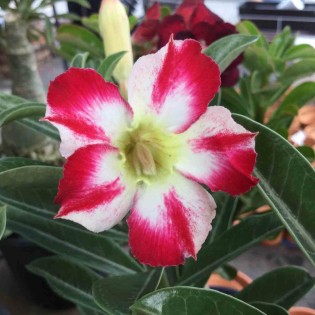 Adenium obesum cv.Thep-pra-tan