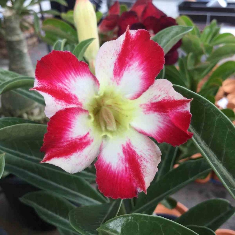 Adenium obesum cv.Thep-pra-tan
