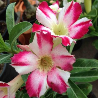 Adenium obesum cv.Thep-pra-tan