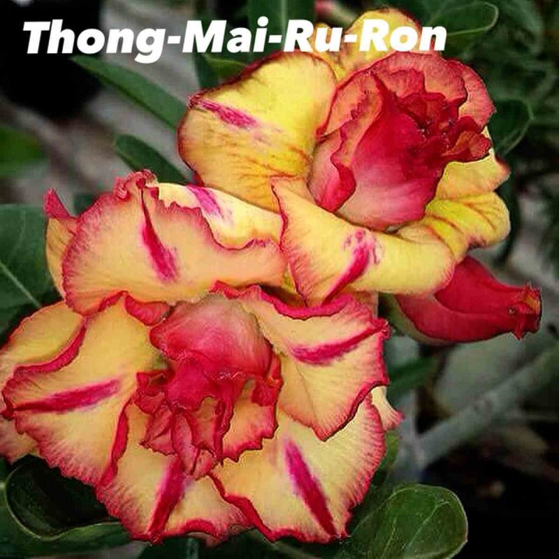 Adenium obesum cv.Thong mai ru ron