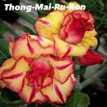 Adenium obesum cv.Thong mai ru ron