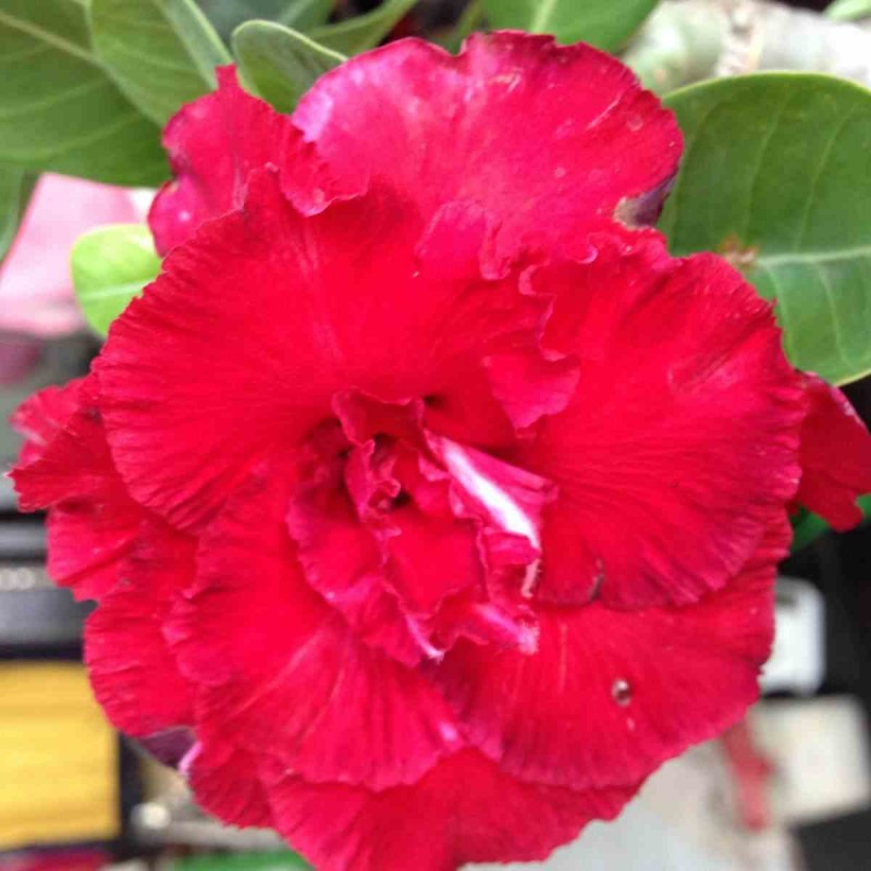 Adenium obesum cv.Triple rouge