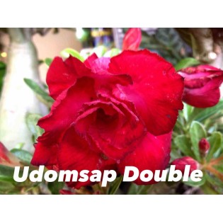 Adénium obésum cv. Udomsap Double