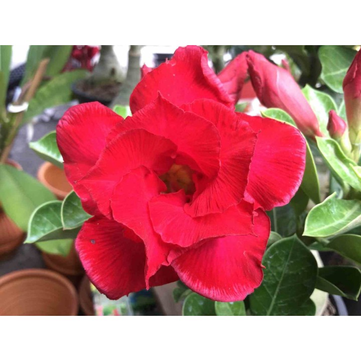 Adénium obésum cv. Udomsap Double